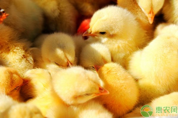 农村规模化养鸡的成本、利润及养殖前景分析